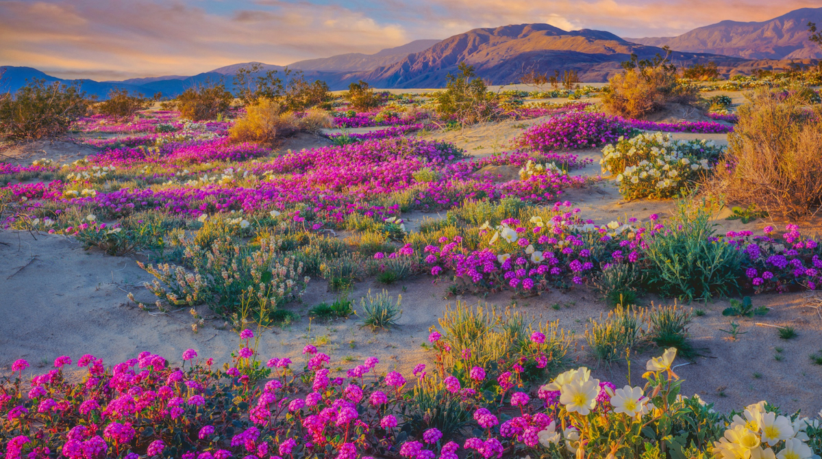 desert bloom medicine